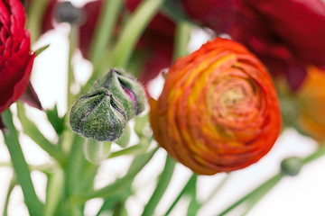 Image showing Ranunkulyus bouquet of red flowers on a white background