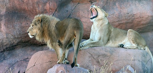 Image showing Lions