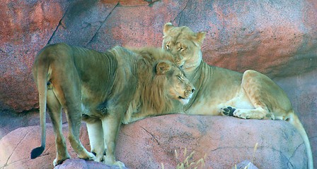 Image showing Lions