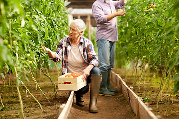 Image showing old woman picking tomatoes up at farm greenhouse