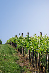 Image showing Vineyard in Vienna