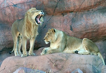 Image showing Lions