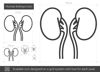 Image showing Human kidneys line icon.