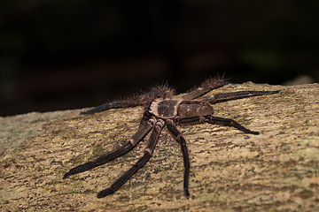 Image showing big huntsman spider on tree Madagascar