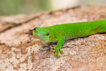 Image showing Phelsuma madagascariensis is a species of day gecko Madagascar