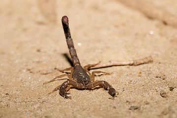 Image showing Scorpions, predatory arachnids Madagascar