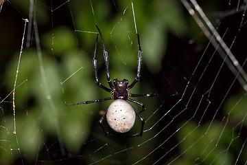 Image showing big white spider Nephilengys livida Madagascar