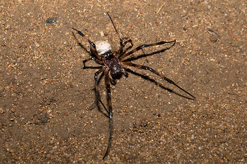 Image showing big white spider Nephilengys livida Madagascar