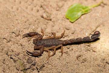 Image showing Scorpions, predatory arachnids Madagascar