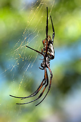 Image showing Golden silk orb-weaver on net Madagascar