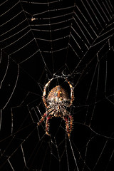 Image showing Darwin\'s bark spider (Caerostris darwini) Madagascar