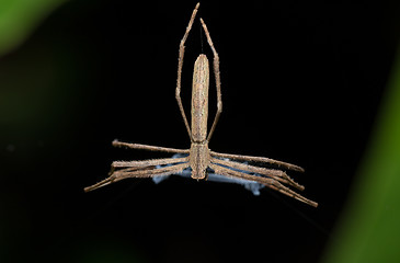 Image showing Ogre-Faced spider (Deinopis subrufa) Madagascar