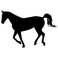 Image showing silhouette of black mustang horse illustration