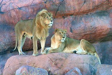 Image showing lions