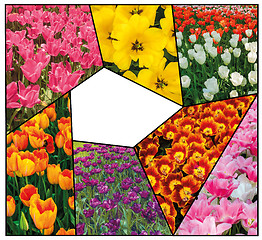 Image showing Tulip fields collage of different tulips