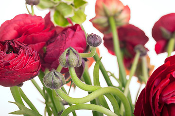 Image showing Ranunkulyus bouquet of red flowers on a white background