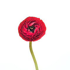 Image showing Ranunkulyus red flower on a white background