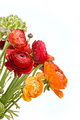 Image showing Ranunkulyus bouquet of red flowers on a white background