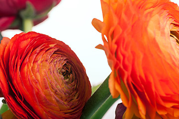 Image showing Ranunkulyus bouquet of red flowers on a white background