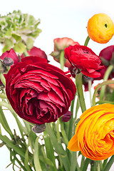 Image showing Ranunkulyus bouquet of red flowers on a white background