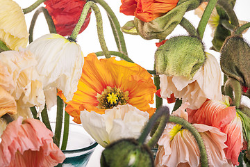 Image showing Ranunkulyus bouquet of red flowers on a white background