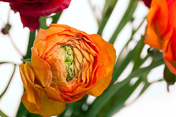 Image showing Ranunkulyus bouquet of red flowers on a white background