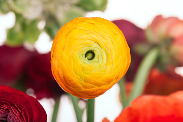 Image showing Ranunkulyus bouquet of red flowers on a white background