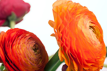 Image showing Ranunkulyus bouquet of red flowers on a white background