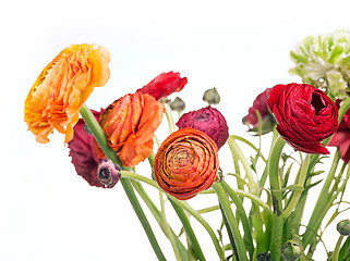 Image showing Ranunkulyus bouquet of red flowers on a white background