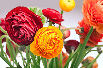 Image showing Ranunkulyus bouquet of red flowers on a white background