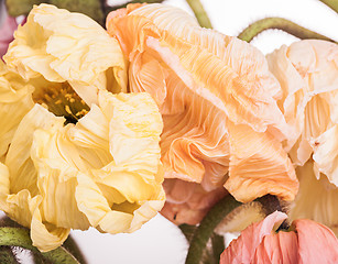 Image showing Daisy and poppy flowers bouquet