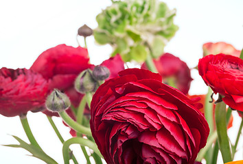 Image showing Ranunkulyus bouquet of red flowers on a white background