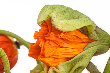 Image showing Daisy and poppy flowers bouquet