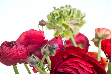 Image showing Ranunkulyus bouquet of red flowers on a white background