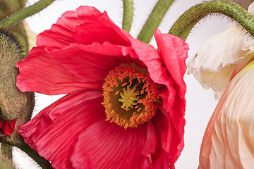 Image showing Daisy and poppy flowers bouquet