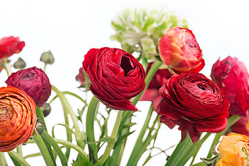 Image showing Ranunkulyus bouquet of red flowers on a white background