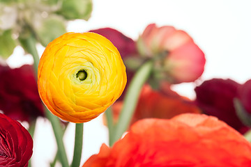 Image showing Ranunkulyus bouquet of red flowers on a white background