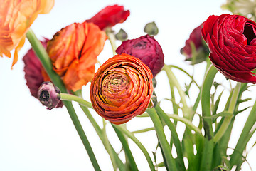 Image showing Ranunkulyus bouquet of red flowers on a white background