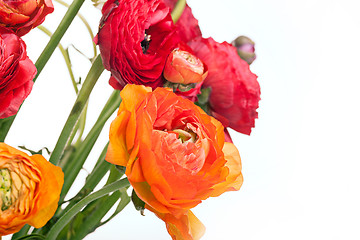 Image showing Ranunkulyus bouquet of red flowers on a white background