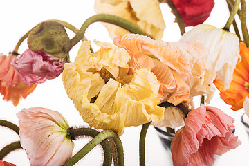 Image showing Daisy and poppy flowers bouquet