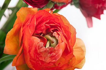 Image showing Ranunkulyus bouquet of red flowers on a white background