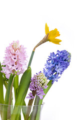 Image showing Spring flowers - hyacinth and narcissus on white background