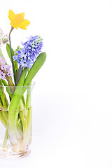 Image showing Spring flowers - hyacinth and narcissus on white background