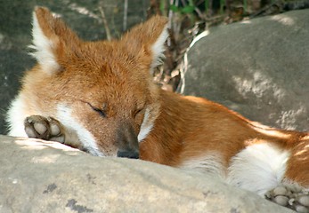 Image showing Fox