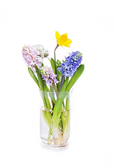 Image showing Spring flowers - hyacinth and narcissus on white background