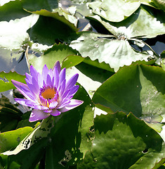 Image showing real lake with lotus flowers, wild nature oriental