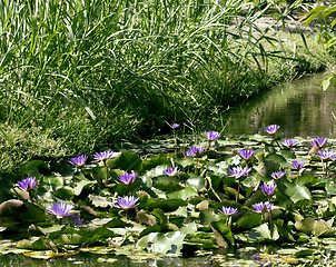 Image showing real lake with lotus flowers, wild nature oriental