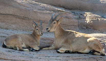 Image showing Baby and Mother sheep