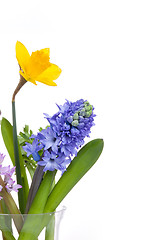 Image showing Spring flowers - hyacinth and narcissus on white background