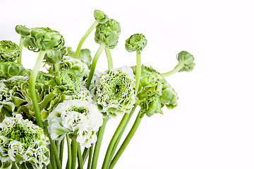 Image showing Ranunkulyus bouquet of red flowers on a white background